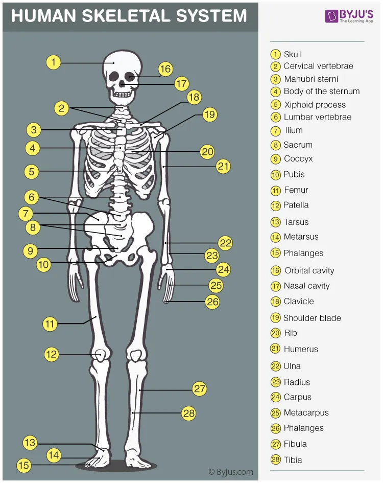 Human skeleton